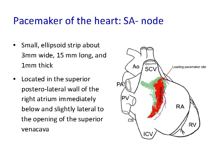 Pacemaker of the heart: SA- node • Small, ellipsoid strip about 3 mm wide,