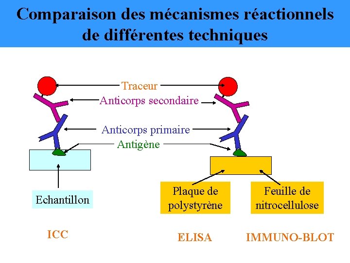 Comparaison des mécanismes réactionnels de différentes techniques Traceur Anticorps secondaire Anticorps primaire Antigène Echantillon