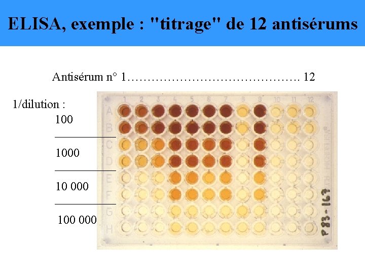 ELISA, exemple : "titrage" de 12 antisérums Antisérum n° 1…………………. 12 1/dilution : 1000