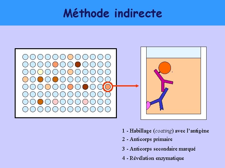 Méthode indirecte 1 - Habillage (coating) avec l’antigène 2 - Anticorps primaire 3 -