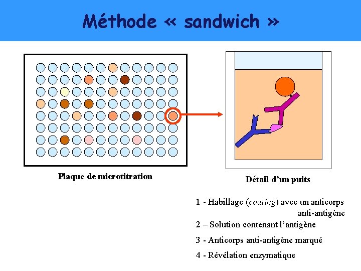 Méthode « sandwich » Plaque de microtitration Détail d’un puits 1 - Habillage (coating)