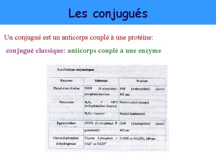 Les conjugués Un conjugué est un anticorps couplé à une protéine: conjugué classique: anticorps