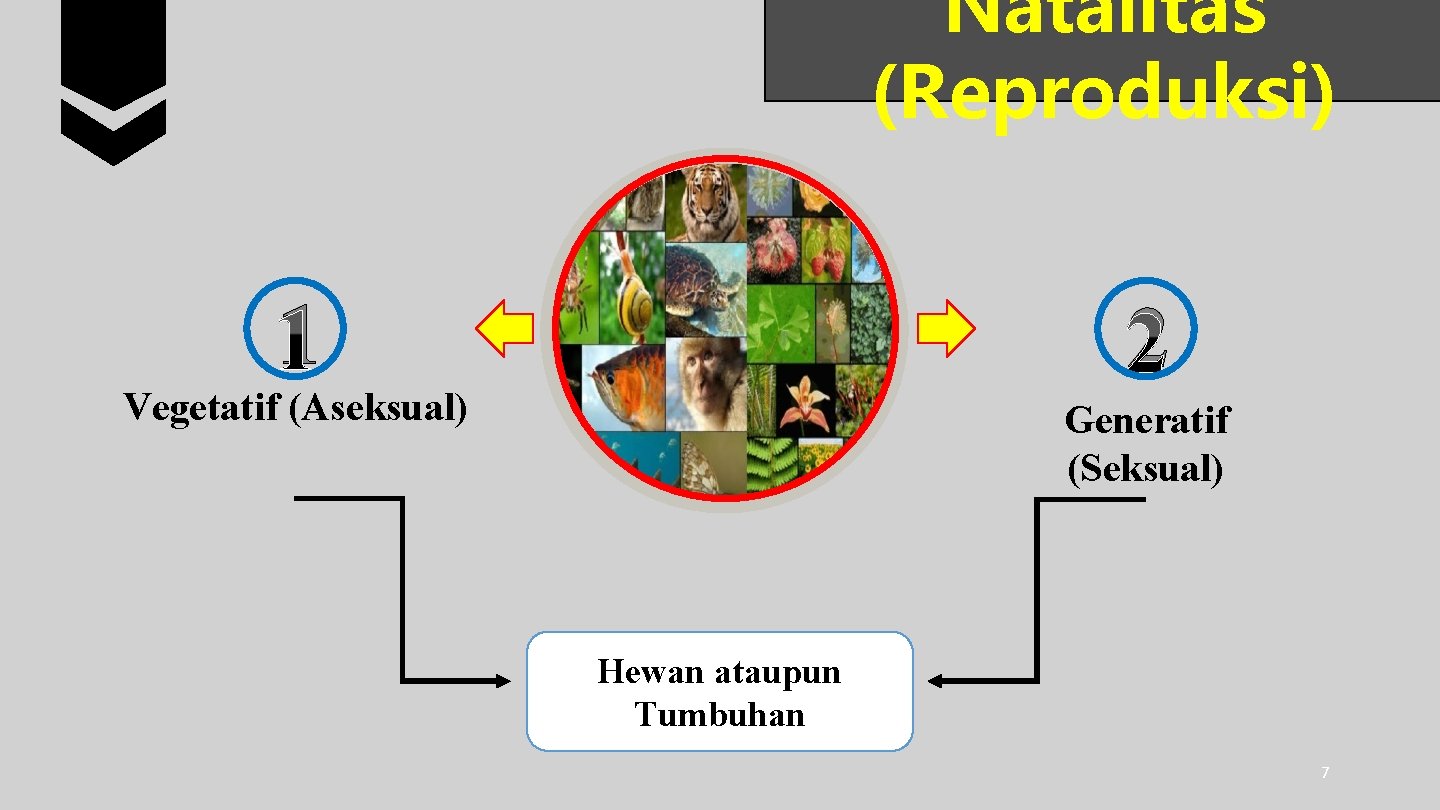 Natalitas (Reproduksi) 1 2 Vegetatif (Aseksual) Generatif (Seksual) Hewan ataupun Tumbuhan 7 