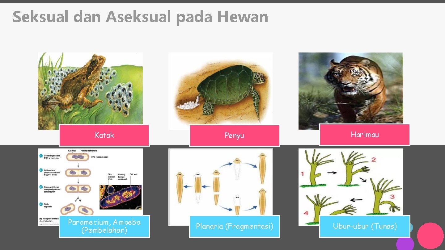 Seksual dan Aseksual pada Hewan Katak Penyu Harimau Paramecium, Amoeba (Pembelahan) Planaria (Fragmentasi) Ubur-ubur