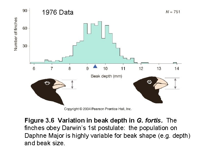 1976 Data Figure 3. 6 Variation in beak depth in G. fortis. The finches