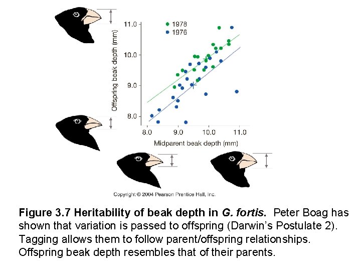 Figure 3. 7 Heritability of beak depth in G. fortis. Peter Boag has shown