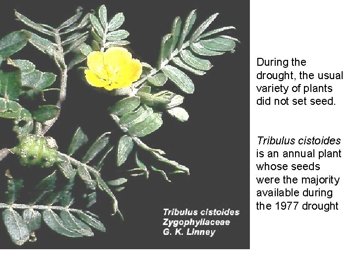During the drought, the usual variety of plants did not seed. Tribulus cistoides is During the drought, the usual variety of plants did not seed. Tribulus cistoides is