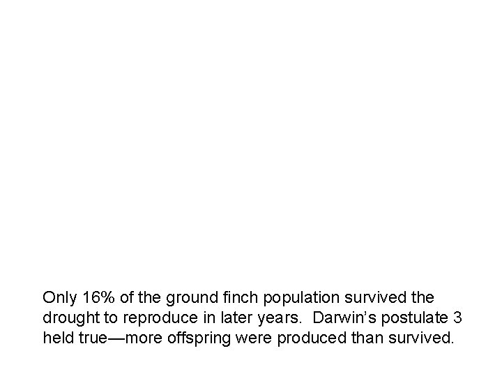 Only 16% of the ground finch population survived the drought to reproduce in later