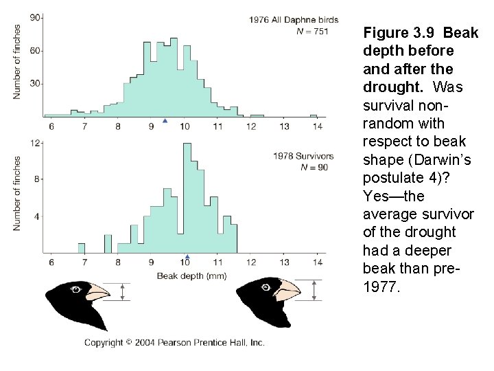 Figure 3. 9 Beak depth before and after the drought. Was survival nonrandom with Figure 3. 9 Beak depth before and after the drought. Was survival nonrandom with