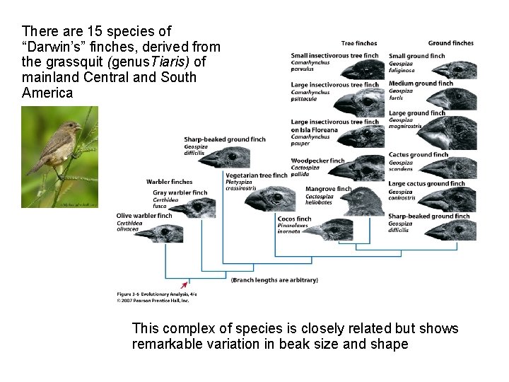 There are 15 species of “Darwin’s” finches, derived from the grassquit (genus. Tiaris) of There are 15 species of “Darwin’s” finches, derived from the grassquit (genus. Tiaris) of