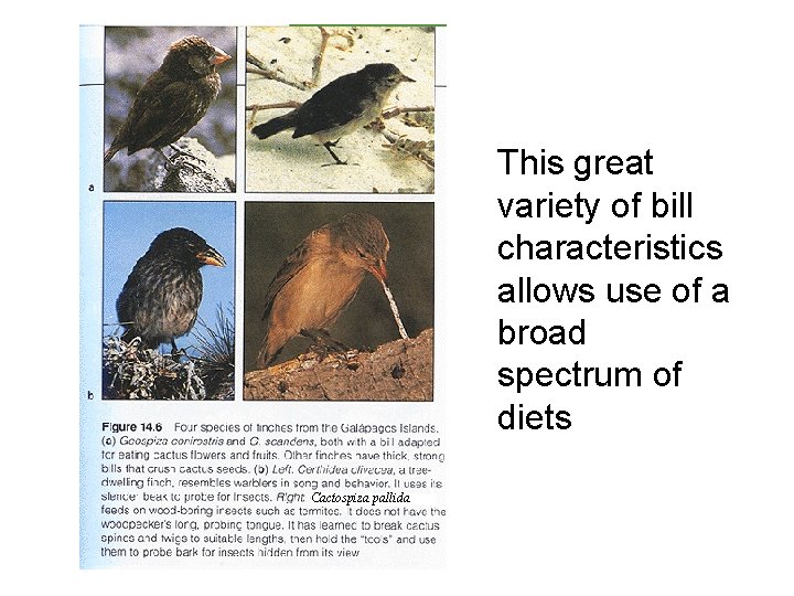 This great variety of bill characteristics allows use of a broad spectrum of diets This great variety of bill characteristics allows use of a broad spectrum of diets