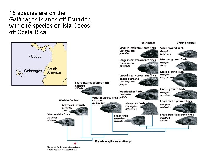 15 species are on the Galápagos islands off Ecuador, with one species on Isla