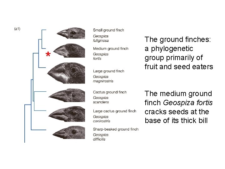 * The ground finches: a phylogenetic group primarily of fruit and seed eaters The