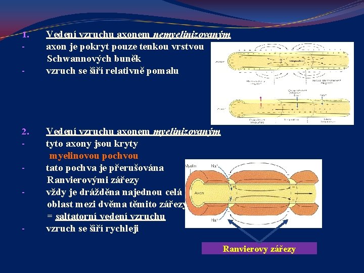 1. - 2. - - Vedení vzruchu axonem nemyelinizovaným axon je pokryt pouze tenkou