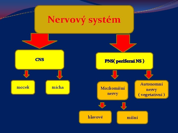 Nervový systém CNS mozek PNS( periferní NS ) mícha Autonomní nervy ( vegetativní )