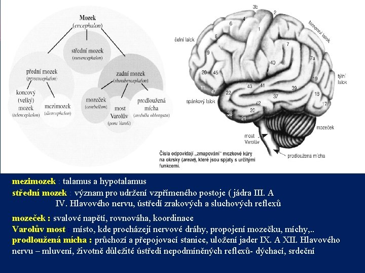 mezimozek : talamus a hypotalamus střední mozek : význam pro udržení vzpřímeného postoje (