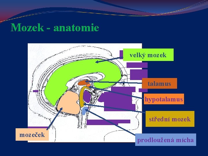 Mozek - anatomie velký mozek talamus hypotalamus střední mozek mozeček prodloužená mícha 