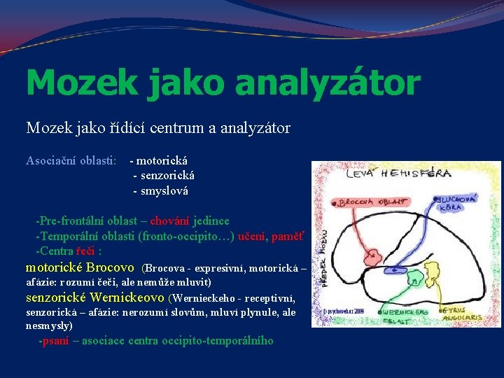 Mozek jako analyzátor Mozek jako řídící centrum a analyzátor Asociační oblasti: - motorická -