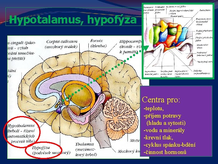 Hypotalamus, hypofýza Centra pro: -teplotu, -příjem potravy (hladu a sytosti) -vodu a minerály -krevní