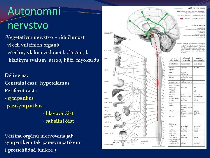 Autonomní nervstvo -Vegetativní nervstvo – řídí činnost všech vnitřních orgánů - všechny vlákna vedoucí