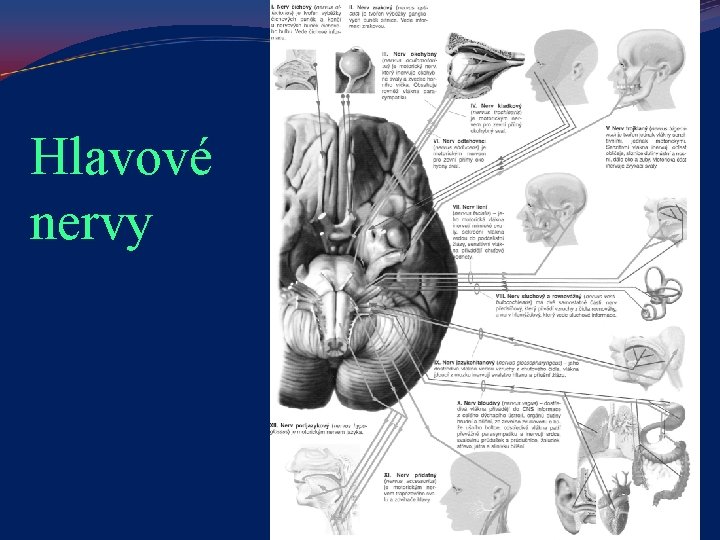 Hlavové nervy 