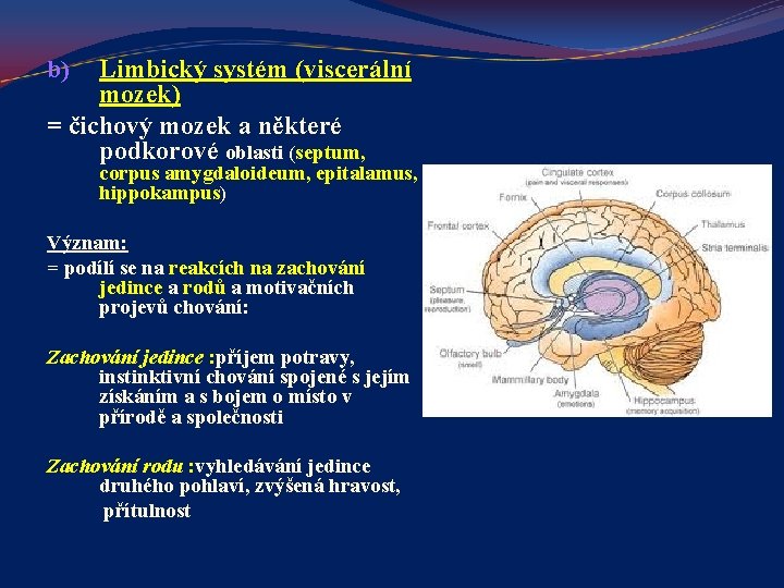 Limbický systém (viscerální mozek) = čichový mozek a některé podkorové oblasti (septum, b) corpus