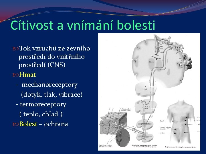 Cítivost a vnímání bolesti Tok vzruchů ze zevního prostředí do vnitřního prostředí (CNS) Hmat