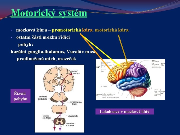 Motorický systém - mozková kůra – premotorická kůra, motorická kůra - ostatní části mozku