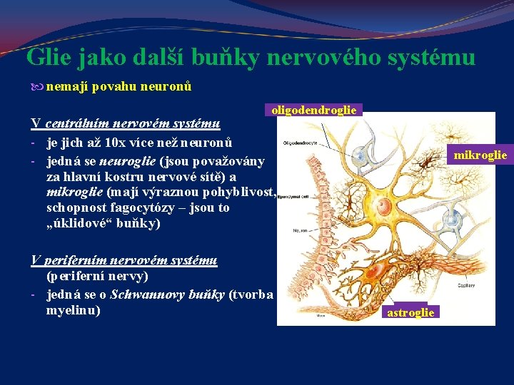 Glie jako další buňky nervového systému nemají povahu neuronů oligodendroglie V centrálním nervovém systému