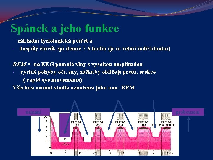 Spánek a jeho funkce = základní fyziologická potřeba - dospělý člověk spí denně 7