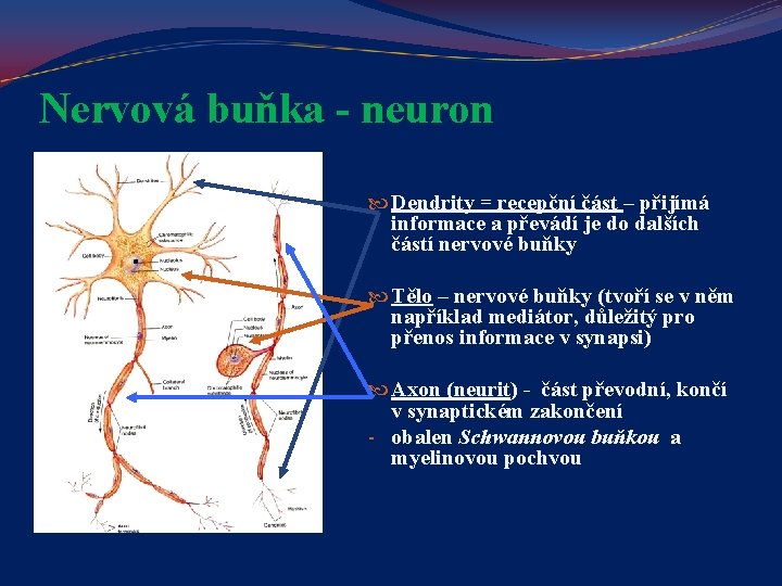 Nervová buňka - neuron Dendrity = recepční část – přijímá informace a převádí je