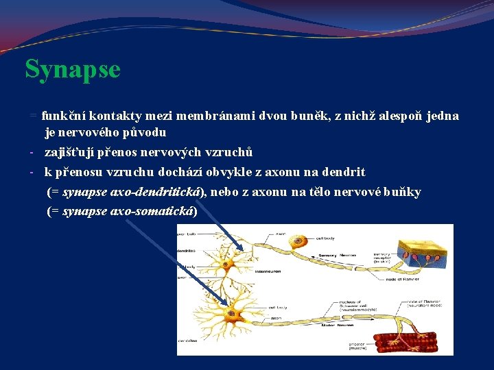 Synapse = funkční kontakty mezi membránami dvou buněk, z nichž alespoň jedna je nervového