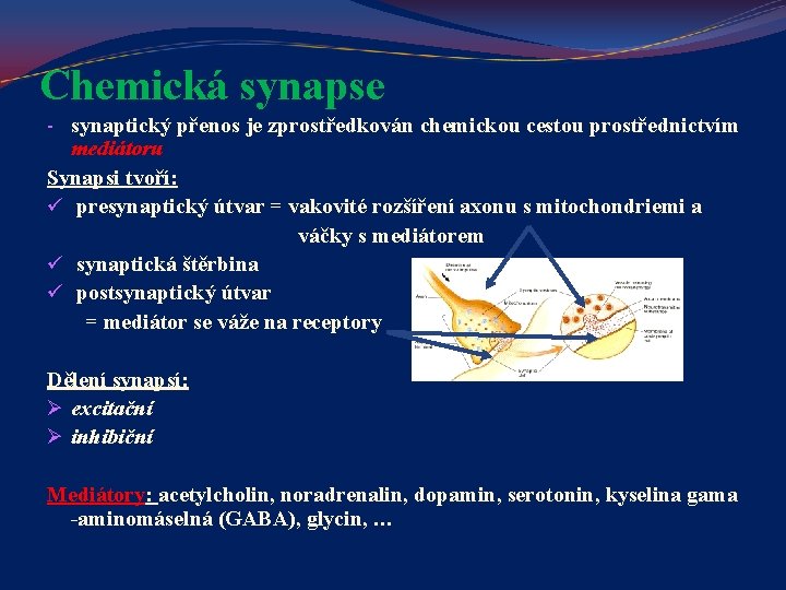 Chemická synapse - synaptický přenos je zprostředkován chemickou cestou prostřednictvím mediátoru Synapsi tvoří: ü