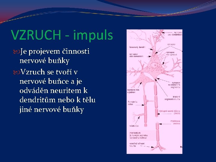 VZRUCH - impuls Je projevem činnosti nervové buňky Vzruch se tvoří v nervové buňce