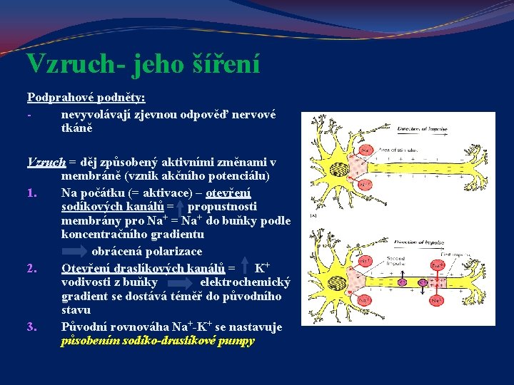 Vzruch- jeho šíření Podprahové podněty: nevyvolávají zjevnou odpověď nervové tkáně Vzruch = děj způsobený