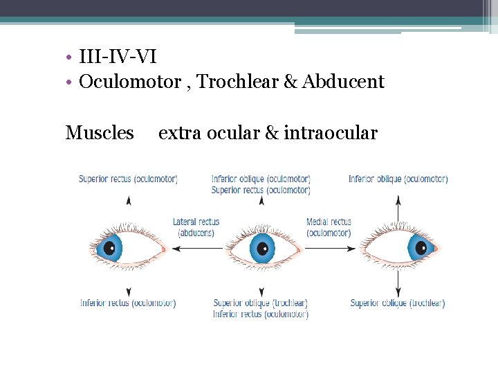 • III-IV-VI • Oculomotor , Trochlear & Abducent Muscles extra ocular & intraocular • III-IV-VI • Oculomotor , Trochlear & Abducent Muscles extra ocular & intraocular