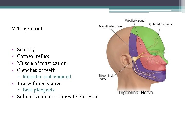 V-Trigeminal • • Sensory Corneal reflex Muscle of mastication Clenches of teeth ▫ Masseter V-Trigeminal • • Sensory Corneal reflex Muscle of mastication Clenches of teeth ▫ Masseter