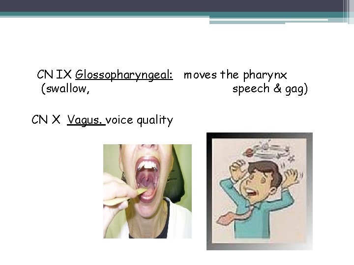 CN IX Glossopharyngeal: moves the pharynx (swallow, speech & gag) CN X Vagus. voice CN IX Glossopharyngeal: moves the pharynx (swallow, speech & gag) CN X Vagus. voice