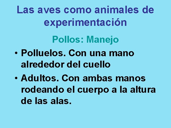 Las aves como animales de experimentación Pollos: Manejo • Polluelos. Con una mano alrededor