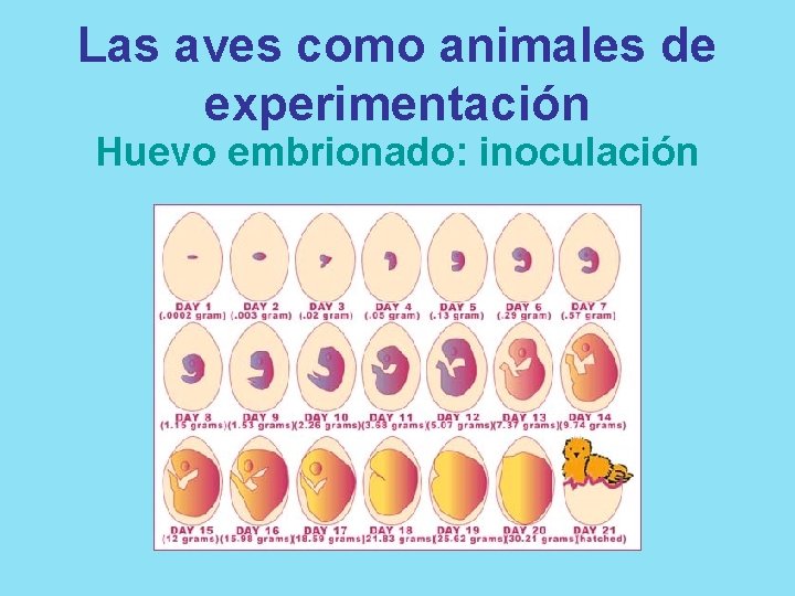 Las aves como animales de experimentación Huevo embrionado: inoculación 