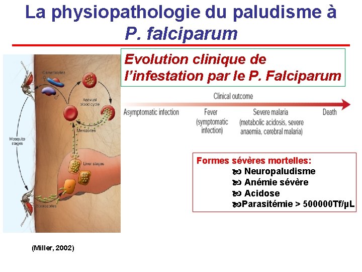 La physiopathologie du paludisme à P. falciparum Evolution clinique de l’infestation par le P.