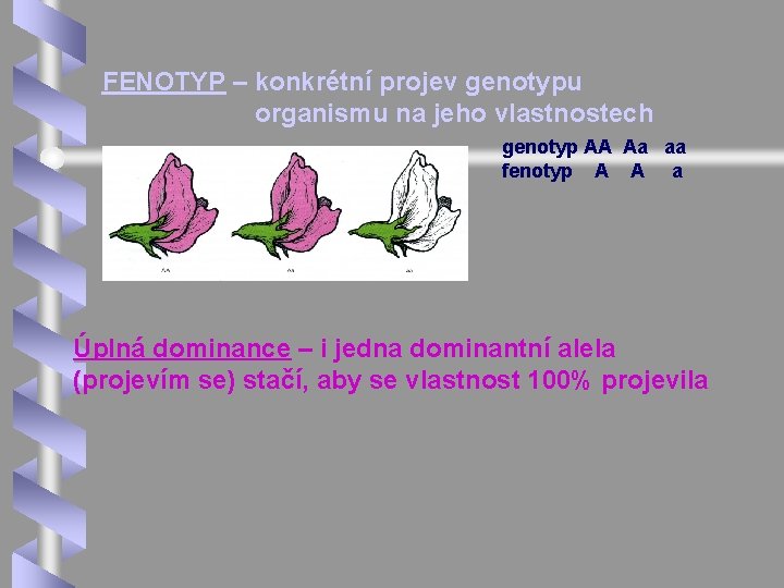  FENOTYP – konkrétní projev genotypu organismu na jeho vlastnostech genotyp AA Aa aa