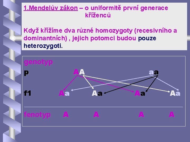 1. Mendelův zákon – o uniformitě první generace kříženců Když křížíme dva různé homozygoty