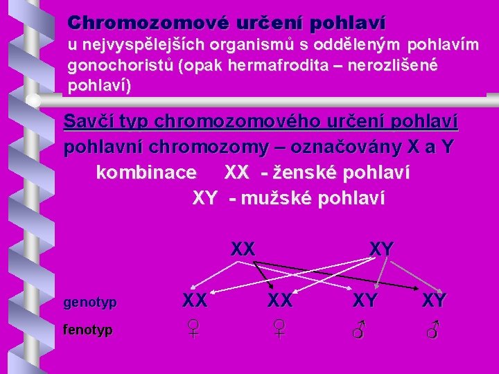 Chromozomové určení pohlaví u nejvyspělejších organismů s odděleným pohlavím gonochoristů (opak hermafrodita – nerozlišené