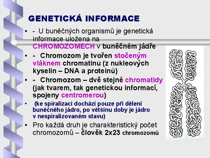GENETICKÁ INFORMACE • - U buněčných organismů je genetická informace uložena na CHROMOZOMECH v