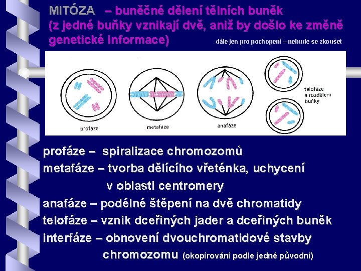 MITÓZA – buněčné dělení tělních buněk (z jedné buňky vznikají dvě, aniž by došlo