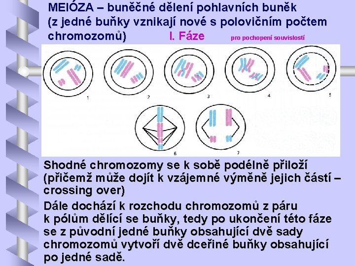 MEIÓZA – buněčné dělení pohlavních buněk (z jedné buňky vznikají nové s polovičním počtem