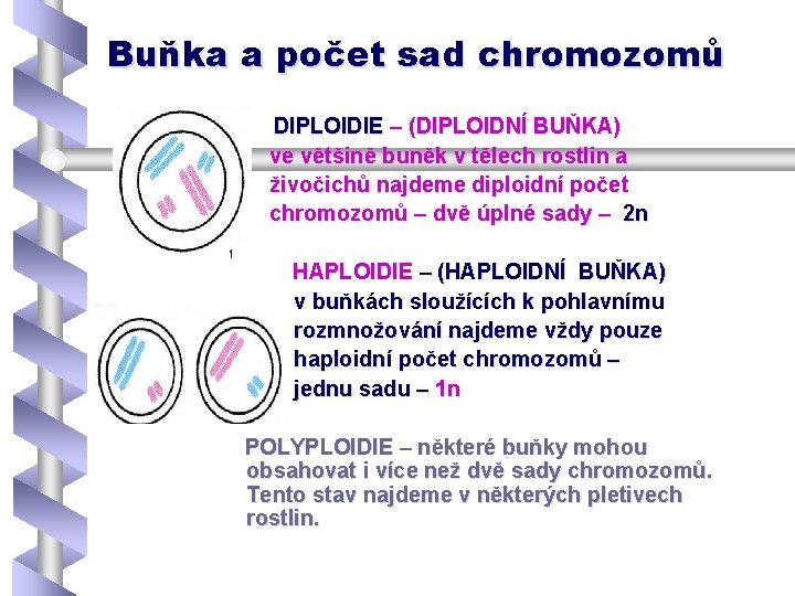 Buňka a počet sad chromozomů DIPLOIDIE – (DIPLOIDNÍ BUŇKA) ve většině buněk v tělech