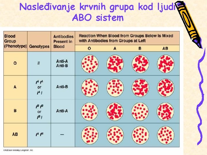 Nasleđivanje krvnih grupa kod ljudi ABO sistem 