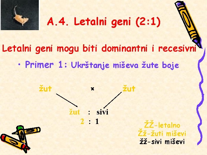 A. 4. Letalni geni (2: 1) Letalni geni mogu biti dominantni i recesivni •